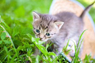 Naklejka na ściany i meble Little kitten in the grass
