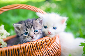 Little kitten in a basket on the grass,