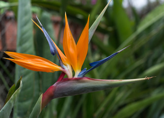 Fototapeta na wymiar Bird of paradise flower