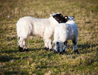 Obraz premium Two young lambs cuddling in a meadow.
