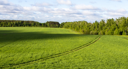 meadow surrounded by forest