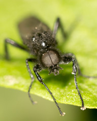 portrait of a fly on a green leaf. close