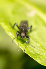 portrait of a fly on a green leaf. close