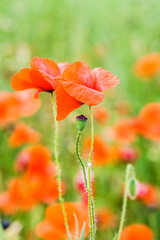 wild poppy field