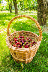 Fototapeta na wymiar wicker basket full of pie cherries