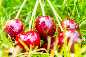 cherries laying on green grass