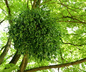 mistletoe located still on the tree