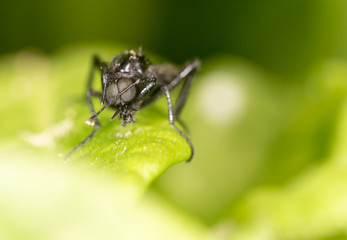 Naklejka premium fly on a green leaf. close