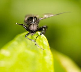 portrait of a fly on a green leaf. close