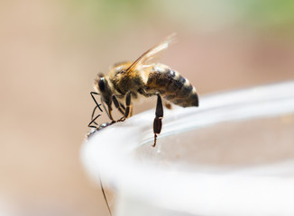 bee on a plastic cup. close