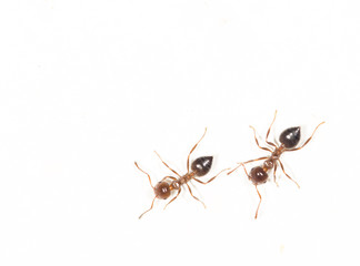ants on a white wall. close