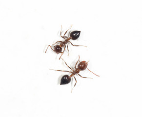ants on a white wall. close