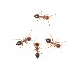 ants on a white wall. close