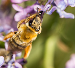 bee on a flower lilac. close