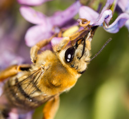 bee on a flower lilac. close