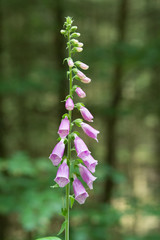 Roter Fingerhut, common foxglove