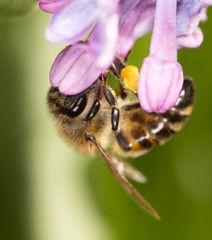 bee on a flower lilac. close