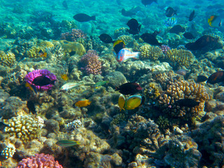 Fototapeta na wymiar Tropical Fish and Coral Reef in Sunlight