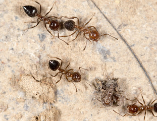 ants. close