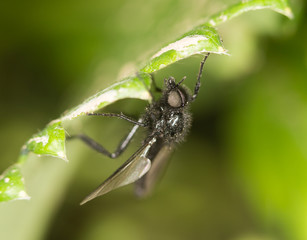 fly on a green leaf. close