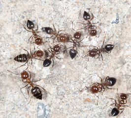 ants. close