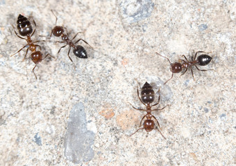 ants. close