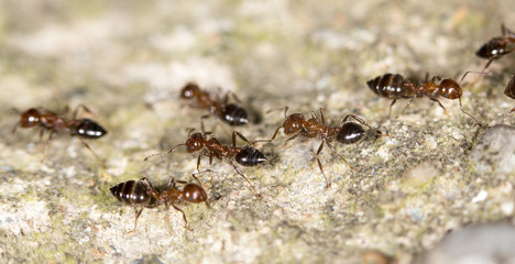 ants on the ground. close-up