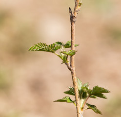 small pieces of raspberry spring