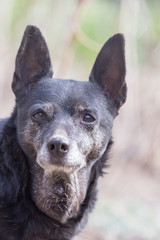 portrait of a black dog on the nature