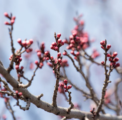 swollen buds with flowers on a tree in spring
