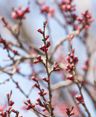 swollen buds with flowers on a tree in spring