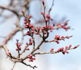 swollen buds with flowers on a tree in spring