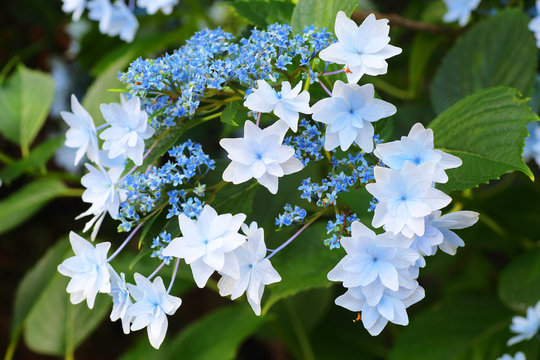 lacecap hydrangea (Hydrangea macrophylla normalis ) in Japan