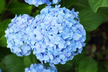 French hydrangea (Hydrangea macrophylla) in Japan