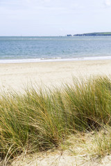 Fototapeta na wymiar Sand dunes and grass beach landscape with deliberate shallow dep