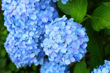 French hydrangea (Hydrangea macrophylla) in Japan