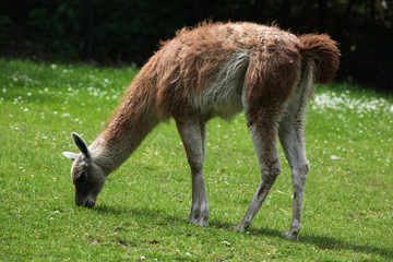 Guanaco (Lama guanicoe), also known as the Guanaco llama. Wildlife animal.