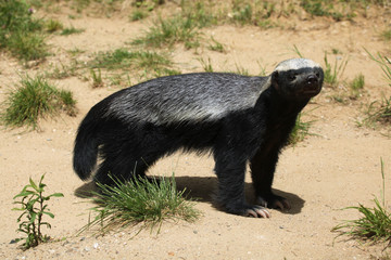 Honey badger (Mellivora capensis)