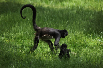 Geoffroy's spider monkey (Ateles geoffroyi).