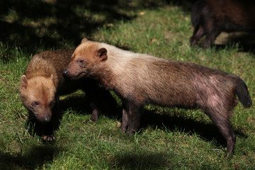 Obraz premium Bush dog (Speothos venaticus)