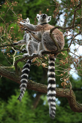 Ring-tailed lemur (Lemur catta) © Vladimir Wrangel