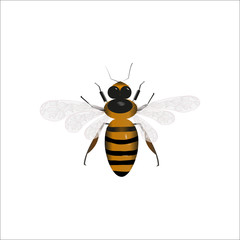 bee on white