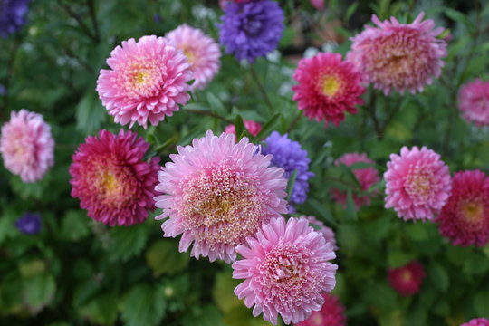 Dalia, georginia (Dahlia Cav.)