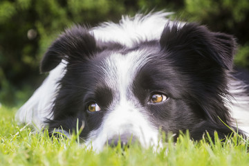 border collie eyes