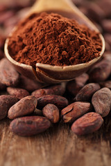 cocoa powder in spoon on roasted cocoa chocolate beans backgroun