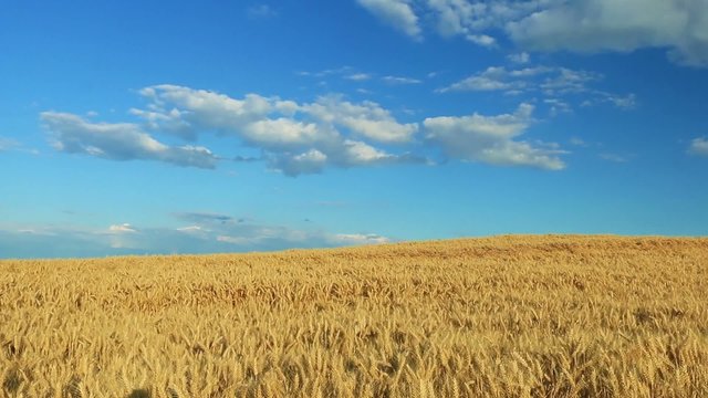golden wheat field against a blue sky