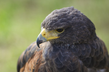 falcon