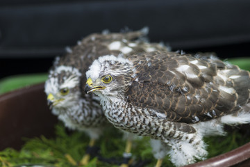 buzzard
