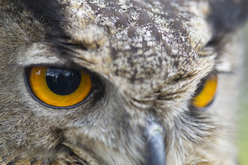 owl and her beautiful eyes
