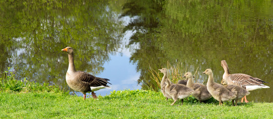 Geese Out For a Stroll by the Lake with Their Cute Chicks